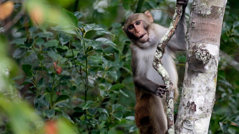 monkeys